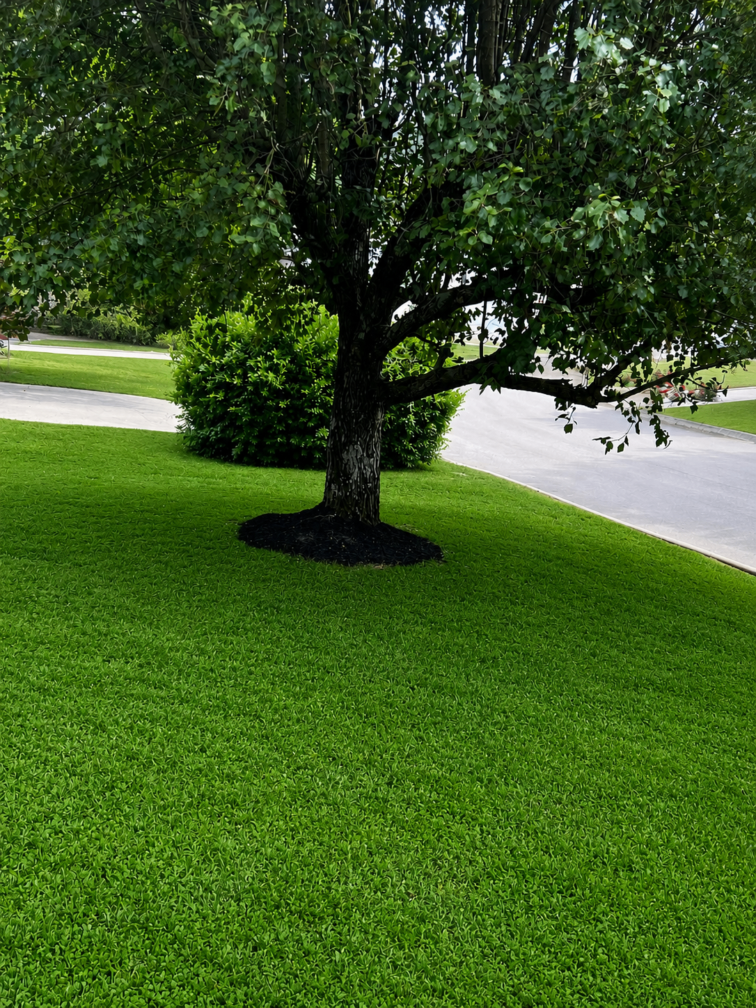 Freshly mowed lawn with mulched tree ring